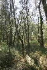 Swamp Oak Floodplain Forest 