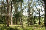 Robertson Basalt Tall Open Forest 