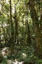 Robertson Rainforest in the Sydney Basin Bioregion, Robertson Nature Reserve 