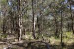 Illawarra Lowlands Grassy Woodland, Yallah 