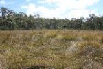 Coastal Upland Swamp, Kangaloon