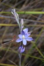 Thelymitra kangaloonica