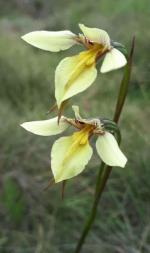 Diuris ochroma