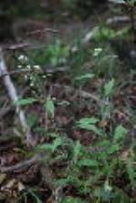 Irenepharsus trypherus in flower 