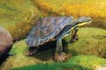 Manning river helmeted turtle