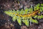 Polystichum moorei