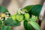 Sand Spurge flowers and fruit.