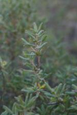 Persoonia mollis subsp. revoluta