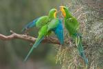 Male superb parrots in acacia