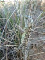 Canberra grassland earless dragon basking on grass tussock