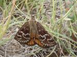 Golden sun moth