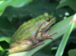 Green and golden bell frog, Broughton Island, NSW