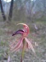 Thick lip spider orchid, Braidwood area