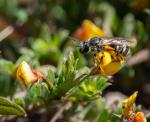 Matted bush-pea with pollen-laiden native bee. Note the flower is on an extended pedicel (stalk).