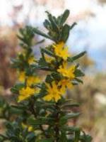 Hibbertia circinata near the summit of Mt Imlay, south-eastern NSW. The flowers are relatively large and showy for a Hibbertia. The irregular teeth at the apex of some leaves are atypical.