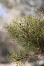 Grevillea raybrownii