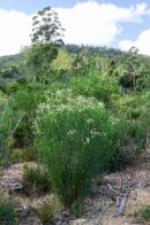 Form, Dorrigo Daisy Bush