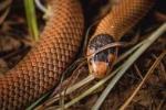 Little whip snake, Bungendore