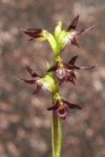 Rhyolite midge orchid