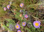 Calotis glandulosa, showing mauve-flowers and developing burr clusters.