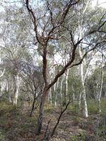 Form, <em> Eucalyptus corticosa </em>