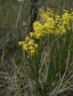 Flower and leaves, <em> Acacia meiantha </em>