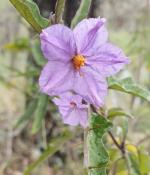 Flower and foliage details of Solanum armourense