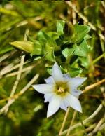 Bredbo Gentian