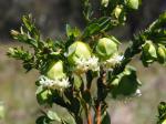 Pimelea bracteata in flower Yaouk Nature Reseve