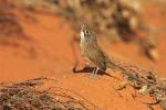 Central NSW Striated Grasswren (Mukarrthippi)