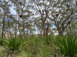 O'Hares Creek Shale Forest. 