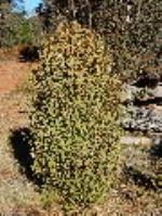 Mature Asterolasia beckersii in Tuggolo State Forest.