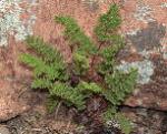 C. sieberi ssp. pseudovellea at Mt Foster near Warren NSW.