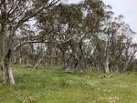 Werriwa Tableland Cool Temperate Grassy Woodland with Hoary Sunray in foreground.