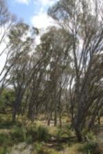 Melaleuca armillaris Tall Shrubland Dunmore Hills