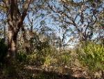 Southern Sydney Sheltered Forest 