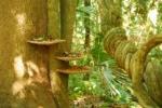 Fungi and plants in Milton Ulladulla Subtropical Rainforest