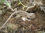 Monaro Grassland Earless Dragon