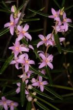 Boronia hapalophylla