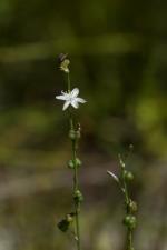 Caesia parviflora 