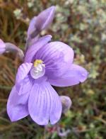 Thelymitra alpicola, showing shallowly erose (irregularly notched or toothed margins) lateral lobes on the column.
