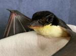 A yellow-bellied sheathtail-bat being held