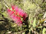 Callistemon purpurascens inflorescence