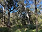 Southern Highlands Shale Woodland at Hammock Hill Reserve