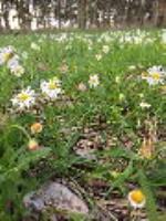 Brachyscome mittagongensis - flowering