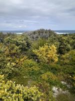 Eastern Suburbs Banksia Scrub