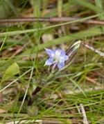 Gentiana wissmanii