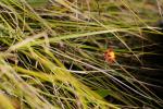 Pultenaea elusa, Elusive Bush-pea
